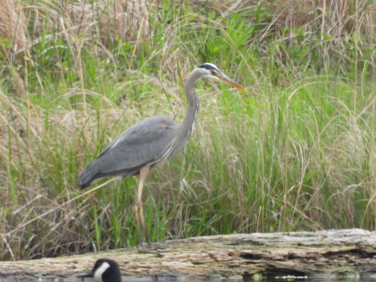 Garza Azulada - ML618615402