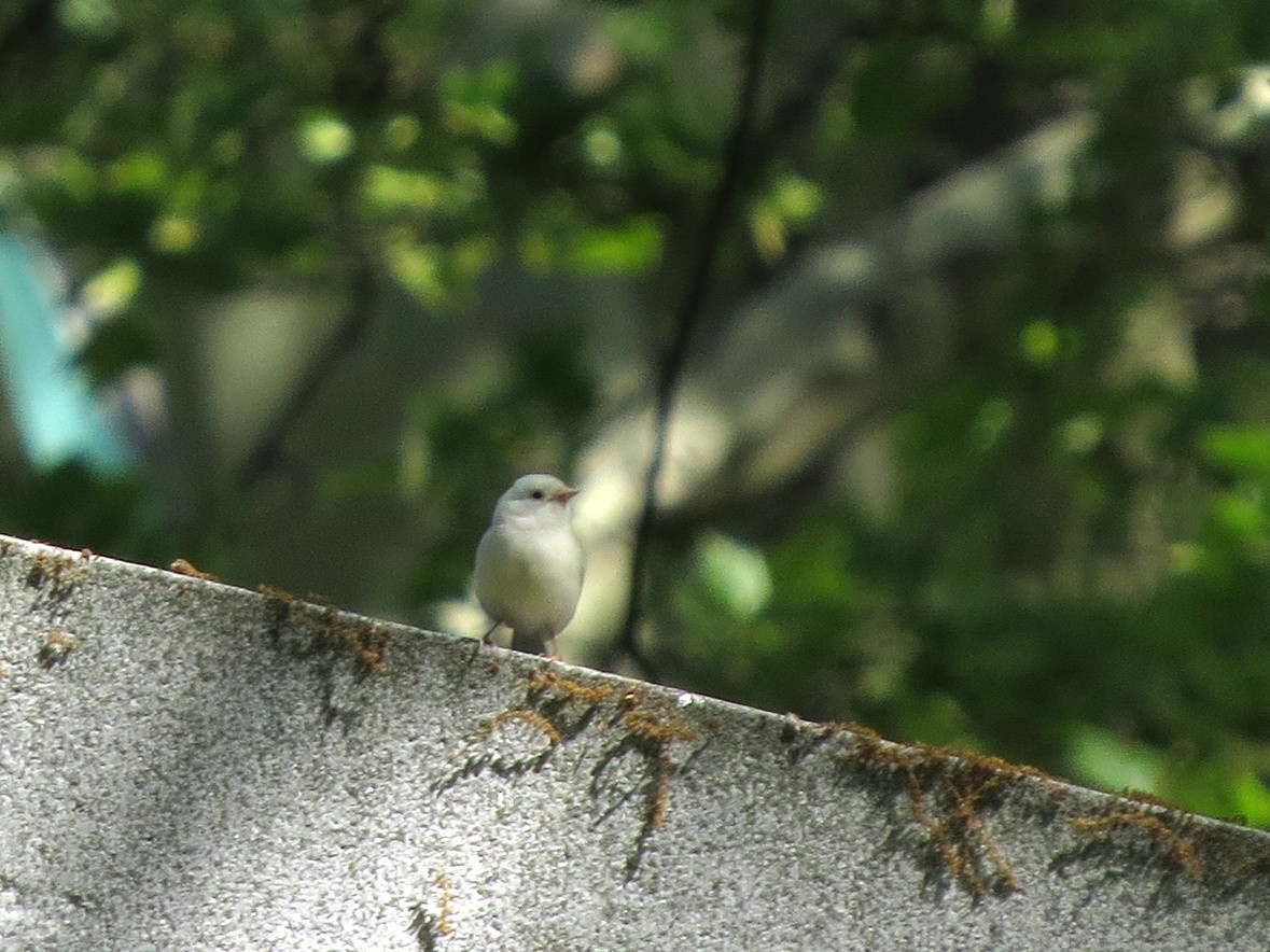 Chipping Sparrow - ML618615407