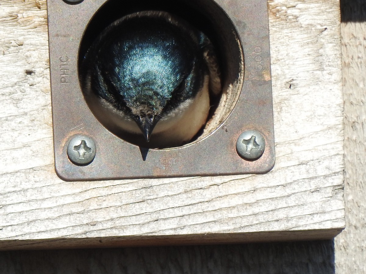 Tree Swallow - Jacques Bélanger