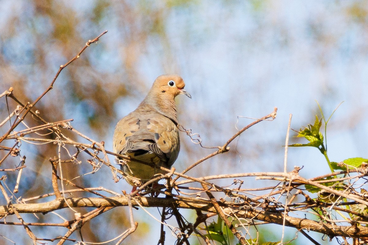 Mourning Dove - ML618615437