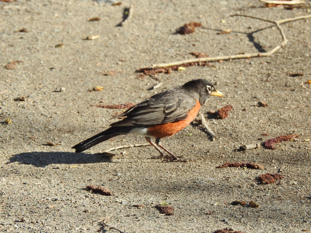 American Robin - Jacques Bélanger