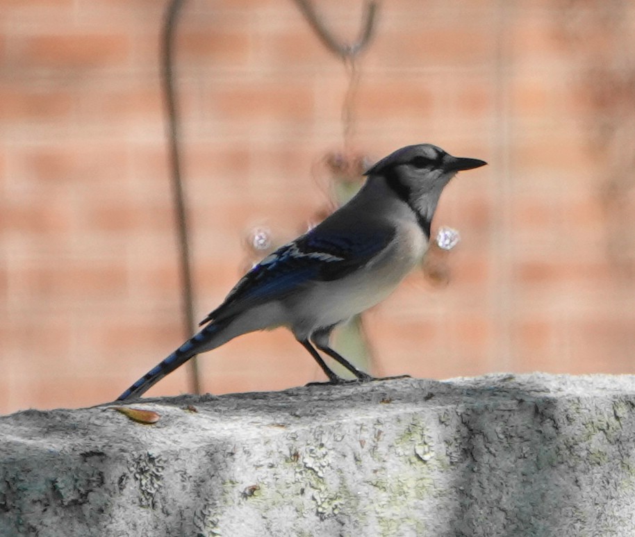 Blue Jay - Dennis Forsythe