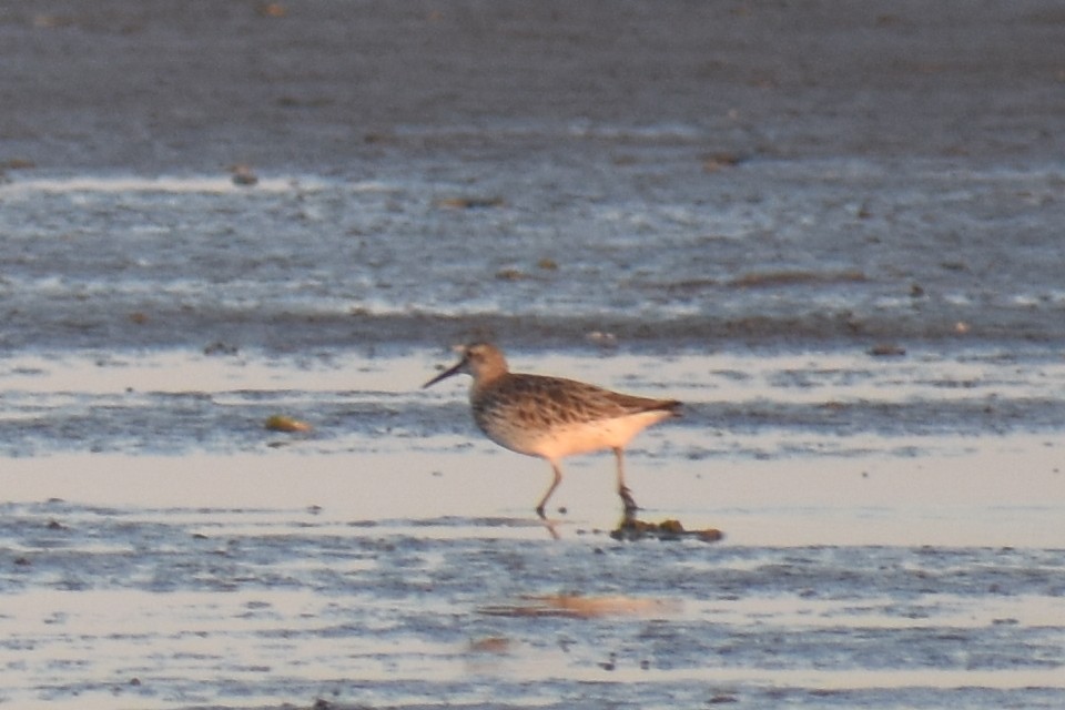 Great Knot - ML618615476