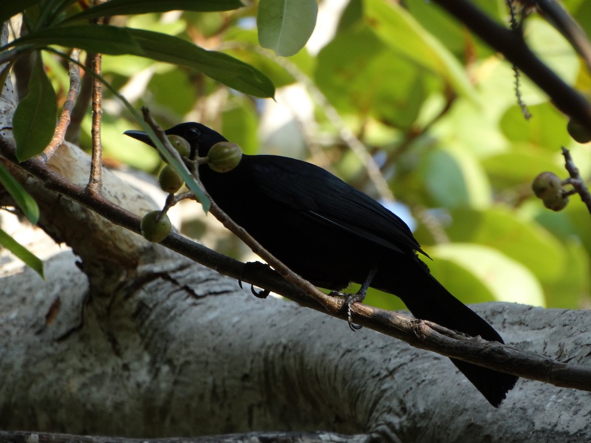 Black Catbird - Mauricio Ruvalcaba