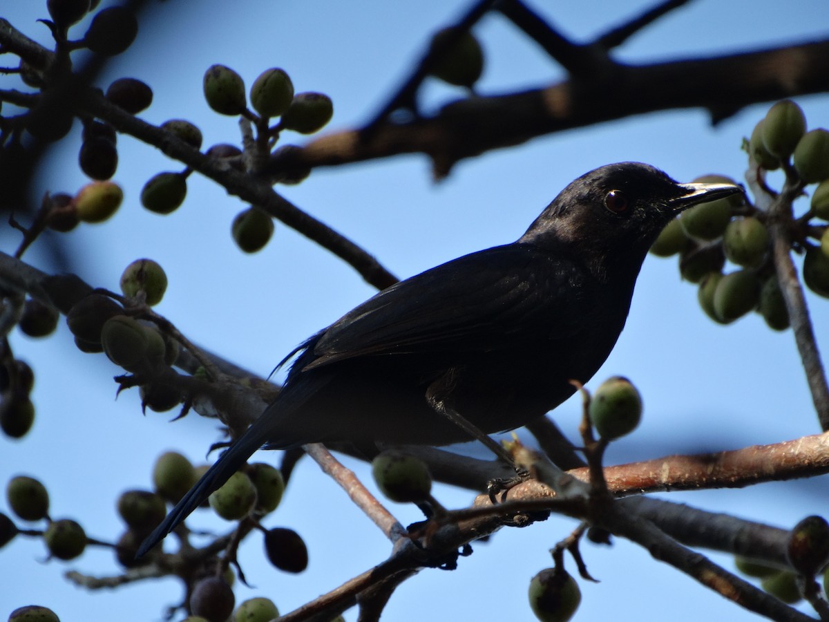 Black Catbird - ML618615486