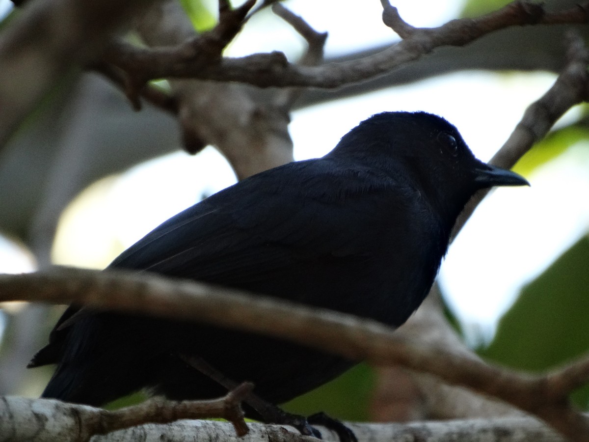 Black Catbird - Mauricio Ruvalcaba