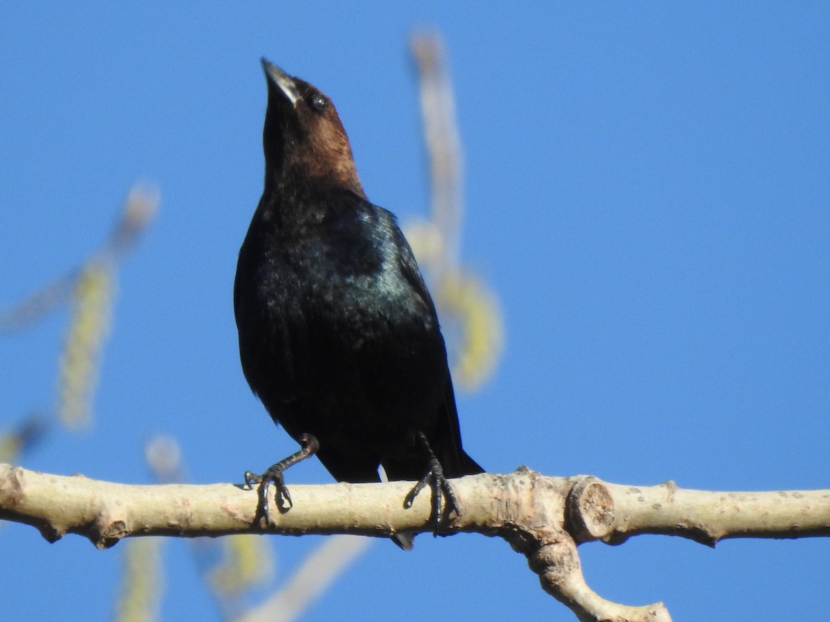 Brown-headed Cowbird - Jacques Bélanger