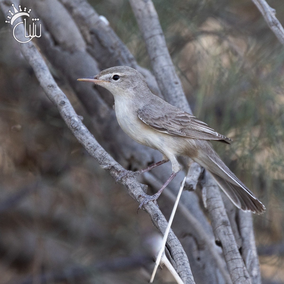 Upcher's Warbler - ML618615553