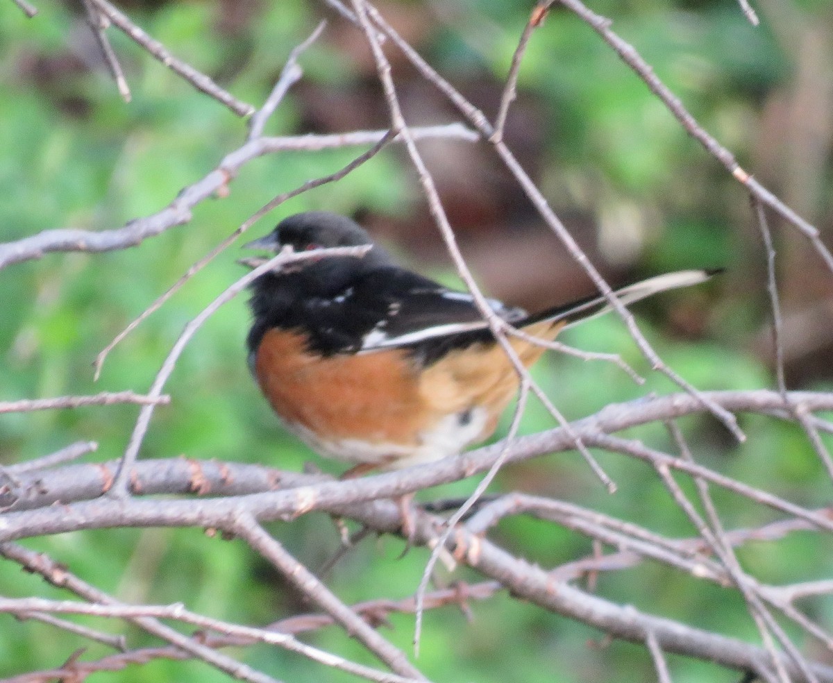 Spotted x Eastern Towhee (hybrid) - ML618615561