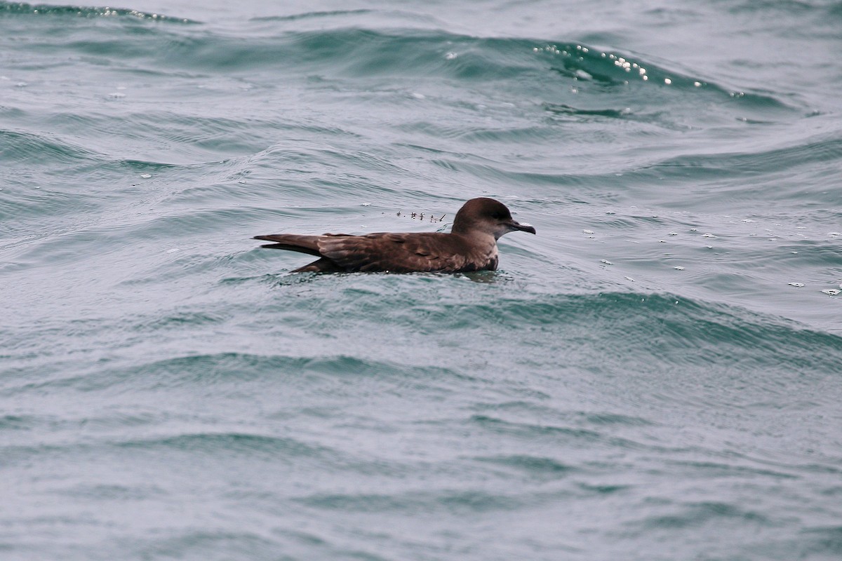 Short-tailed Shearwater - ML618615588