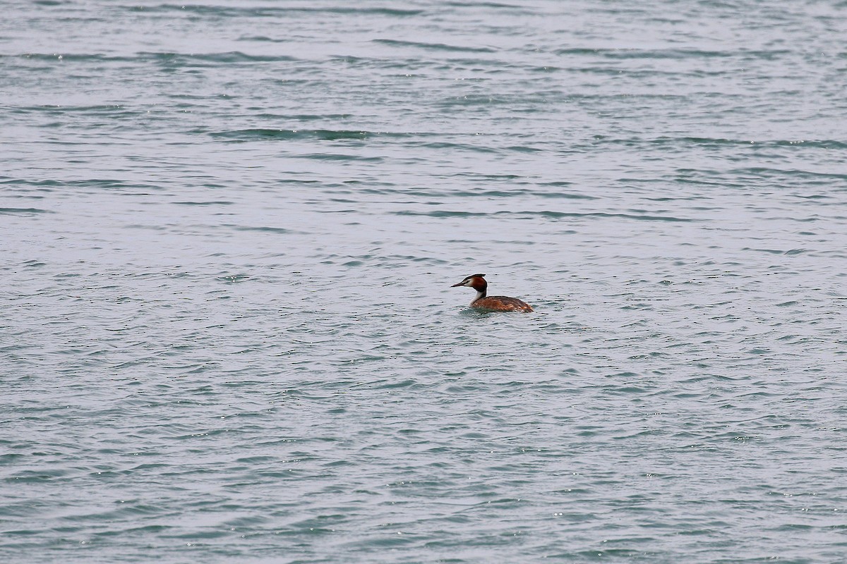 Great Crested Grebe - ML618615601