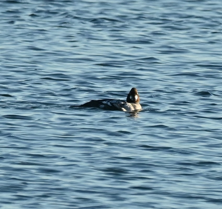 Common Goldeneye - ML618615621