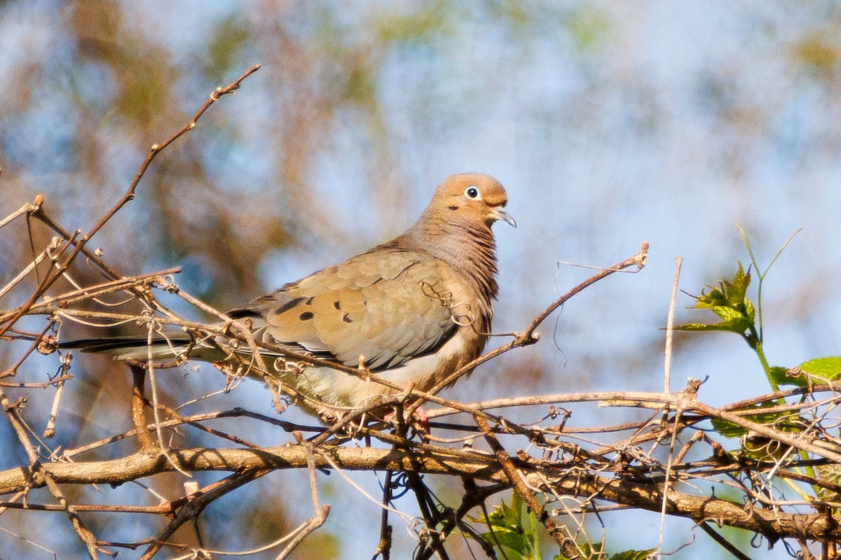 Mourning Dove - ML618615628