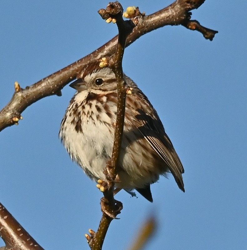 Song Sparrow - Regis Fortin