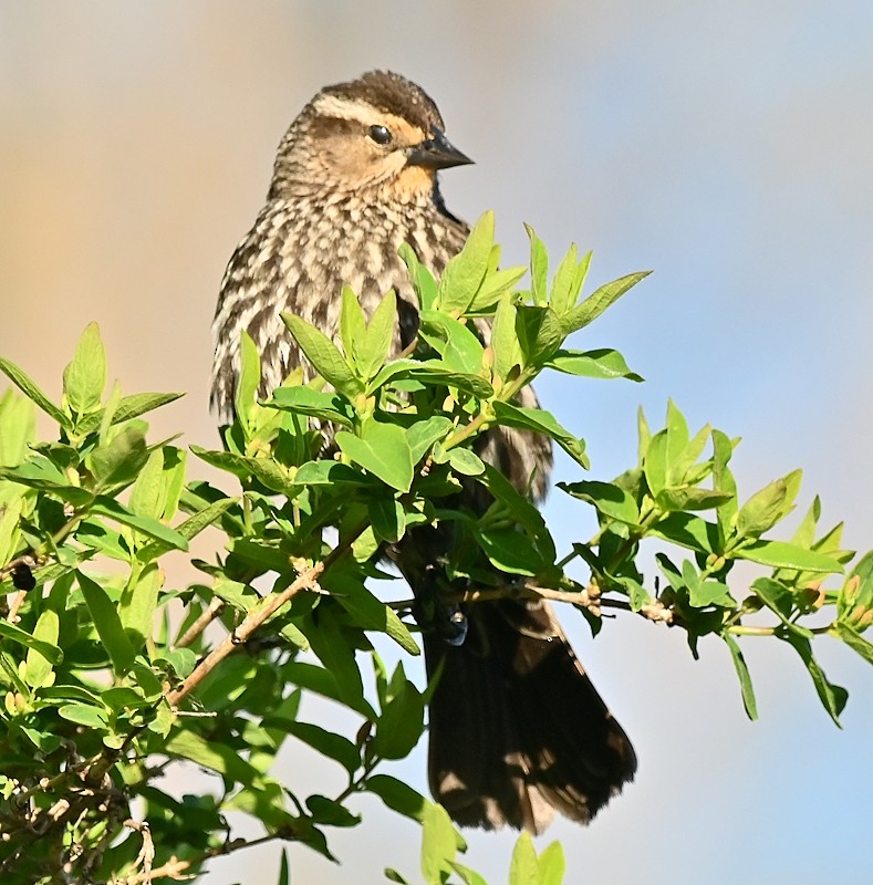 Red-winged Blackbird - Regis Fortin