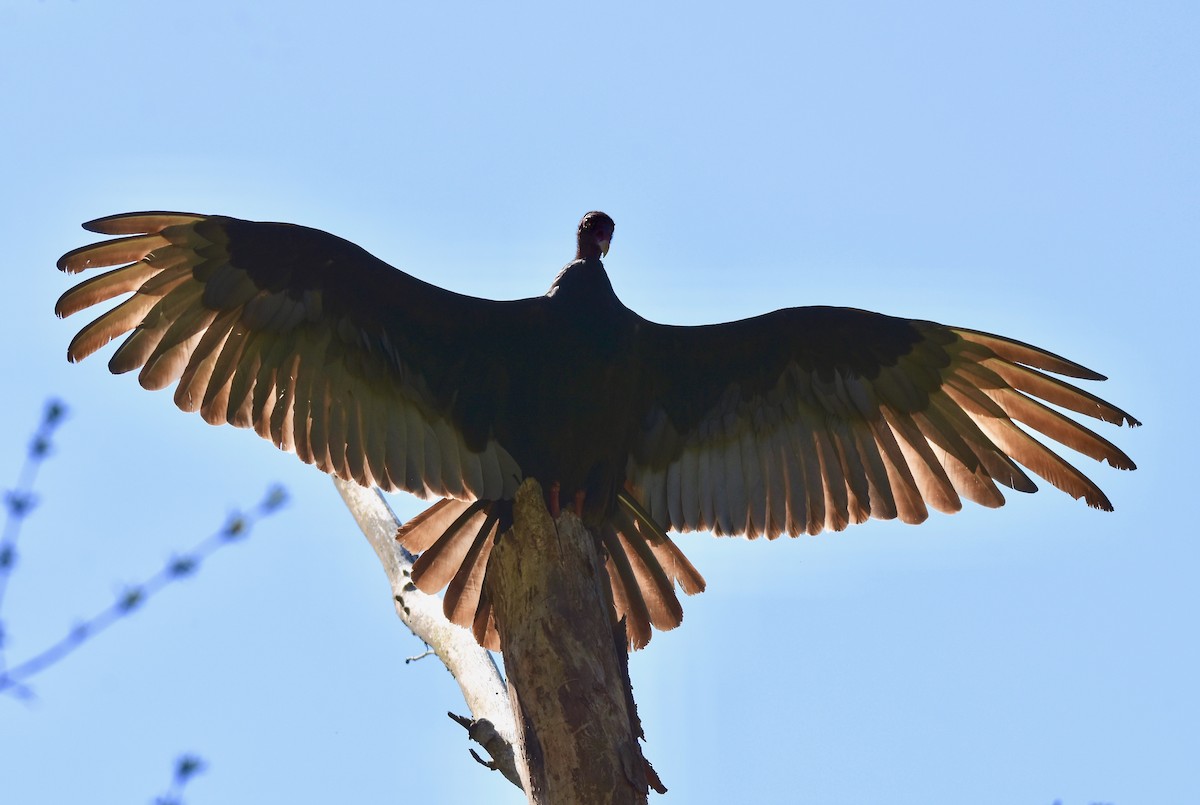 Turkey Vulture - Patricia Zucco