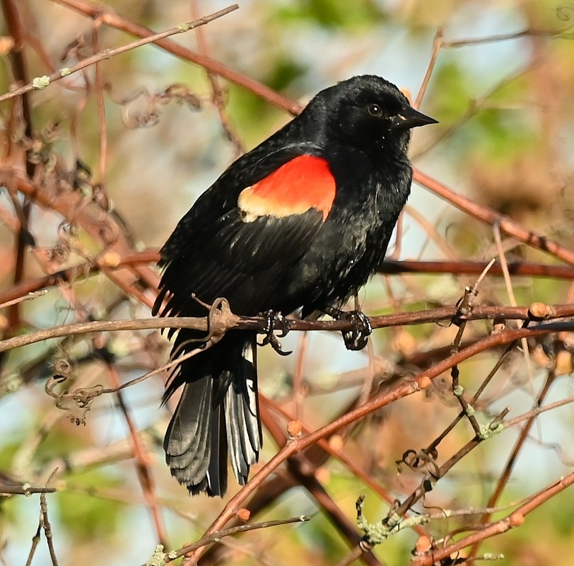 Red-winged Blackbird - Regis Fortin