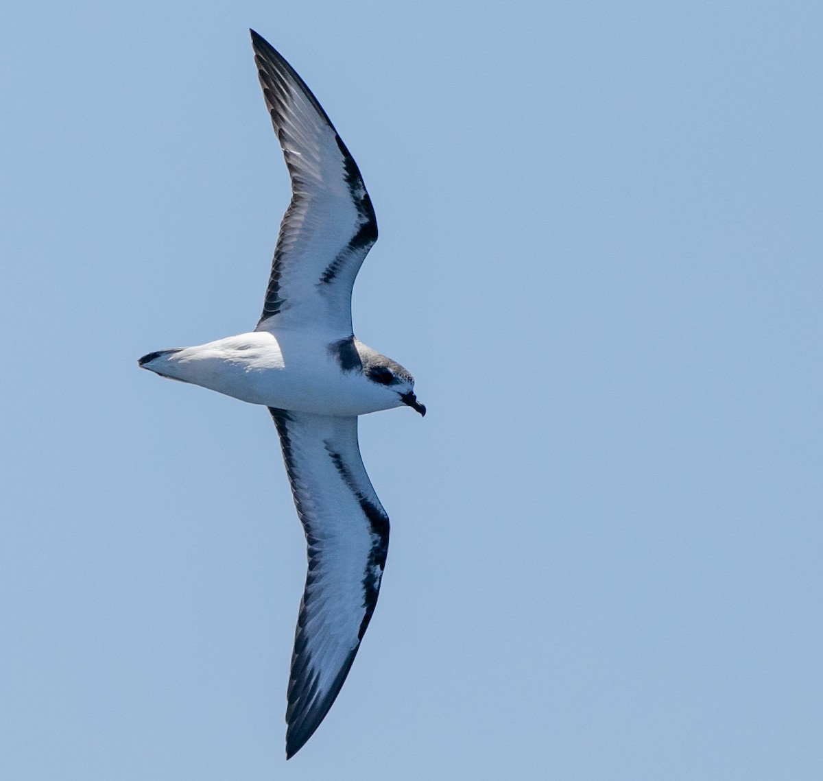 Pycroft's Petrel - ML618615724