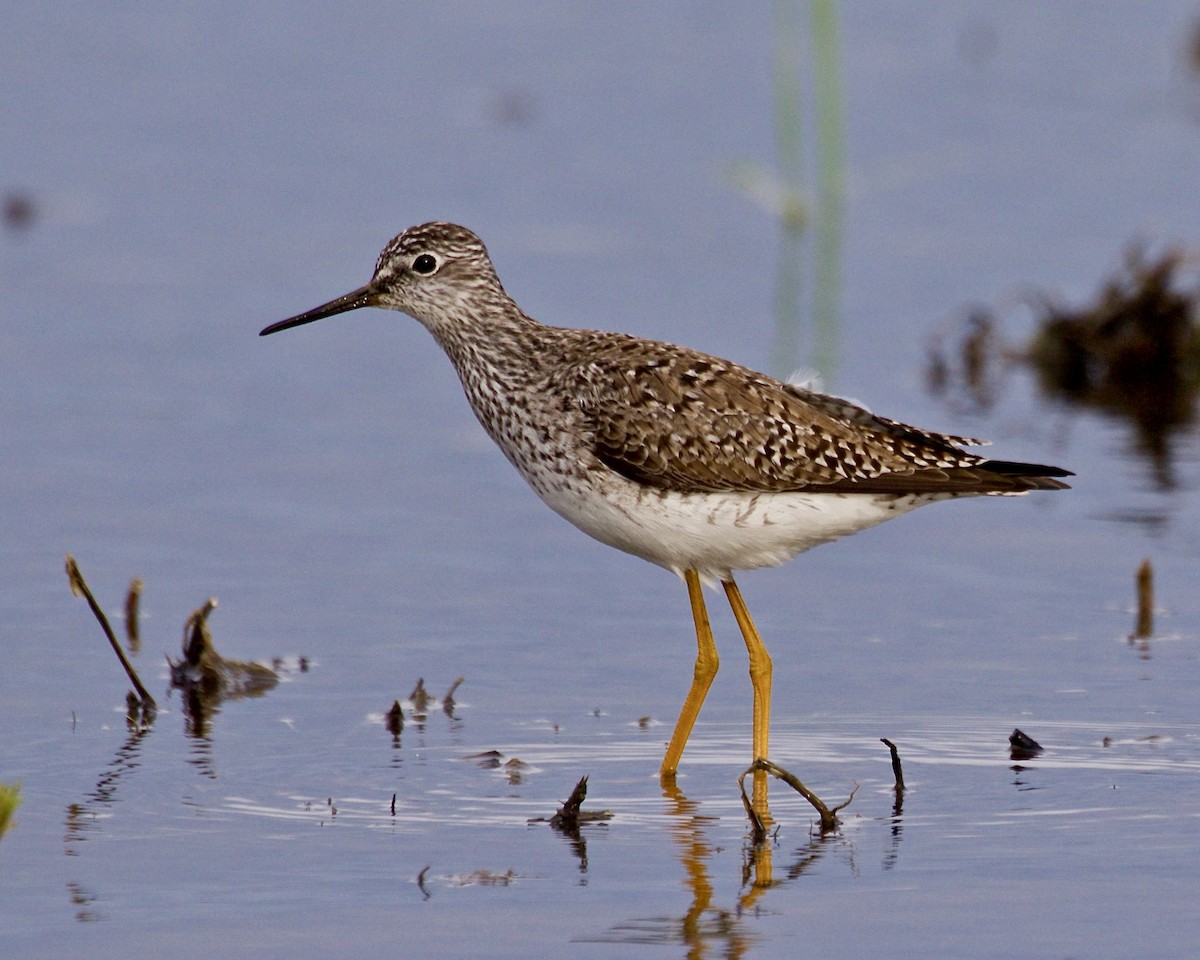 Lesser Yellowlegs - ML618615737