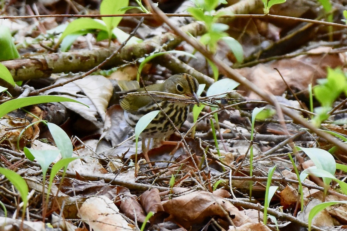 Ovenbird - Patricia Zucco