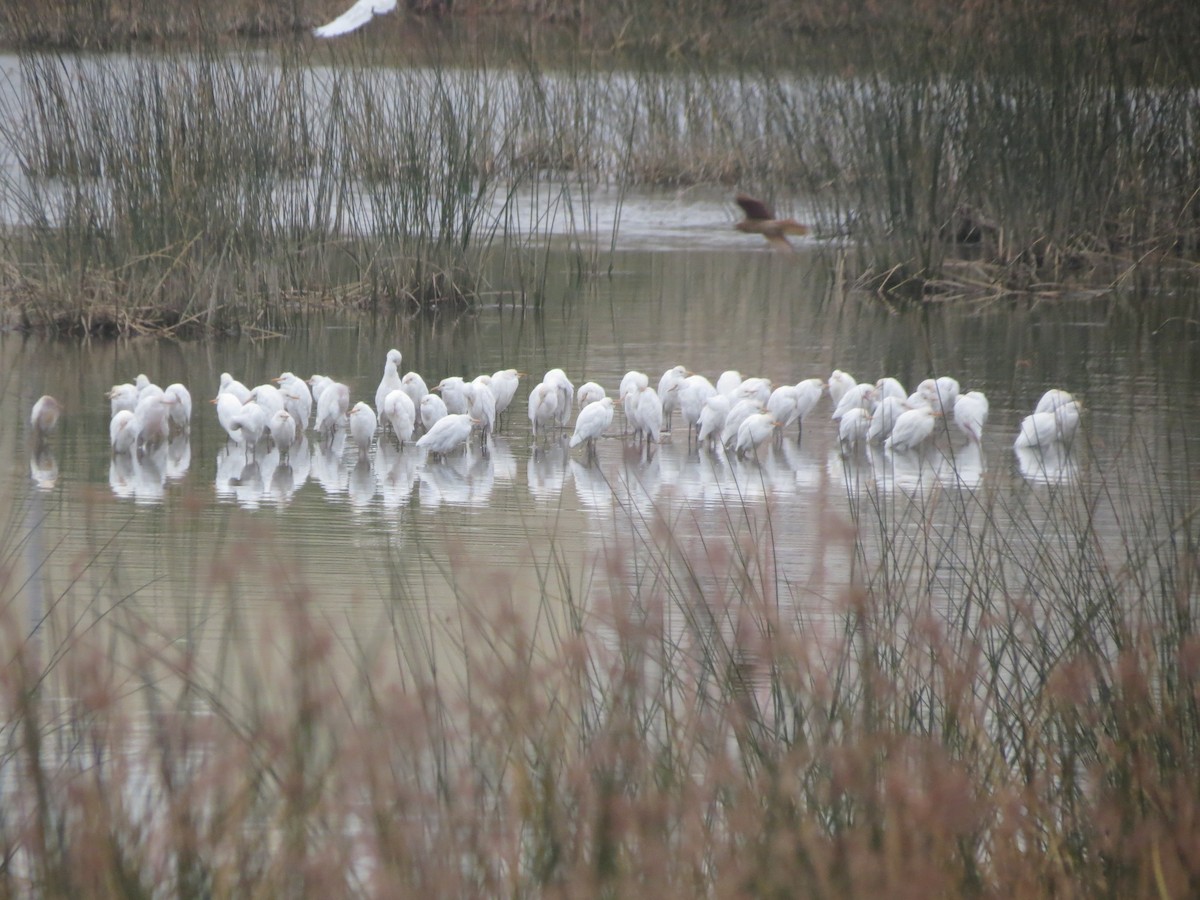 Western Cattle Egret - ML618615785