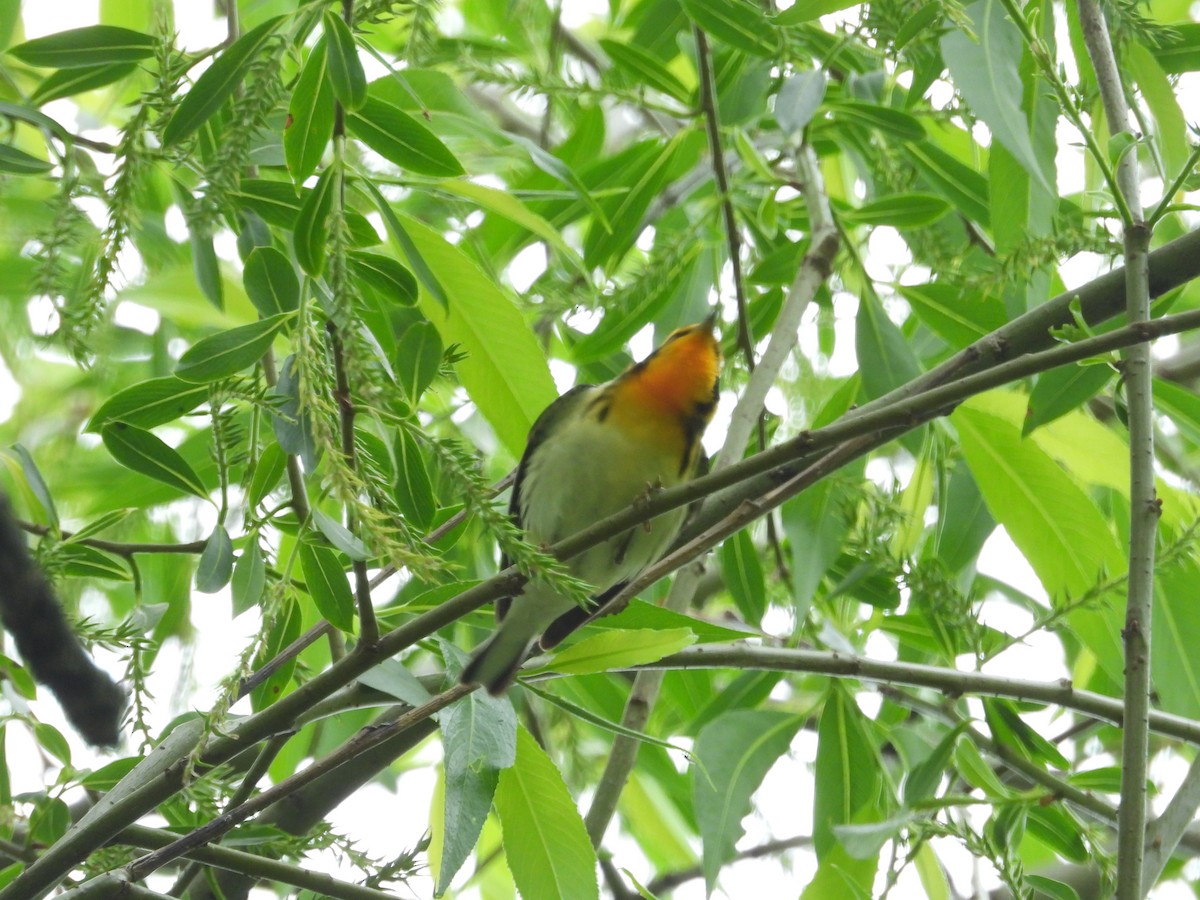 Blackburnian Warbler - ML618615793