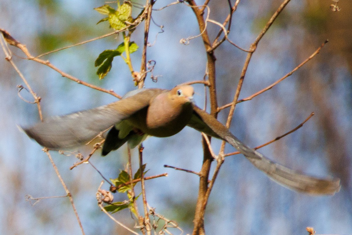 Mourning Dove - ML618615827