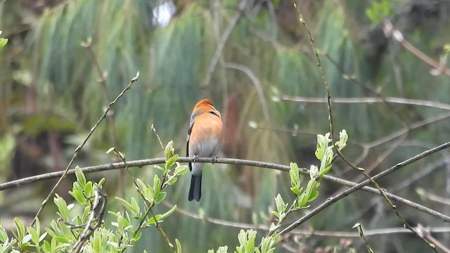 Red-headed Bullfinch - ML618615850