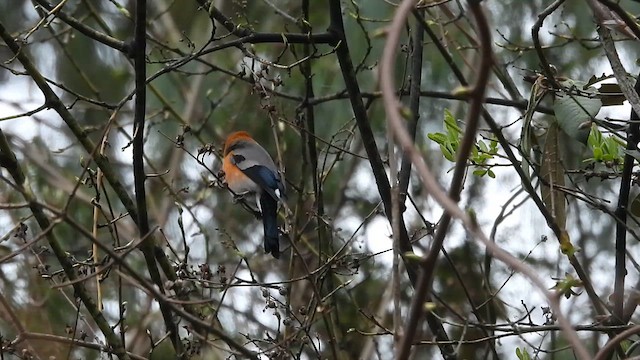 Red-headed Bullfinch - ML618615851