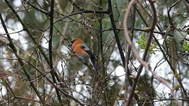 Bouvreuil à tête rouge - ML618615852