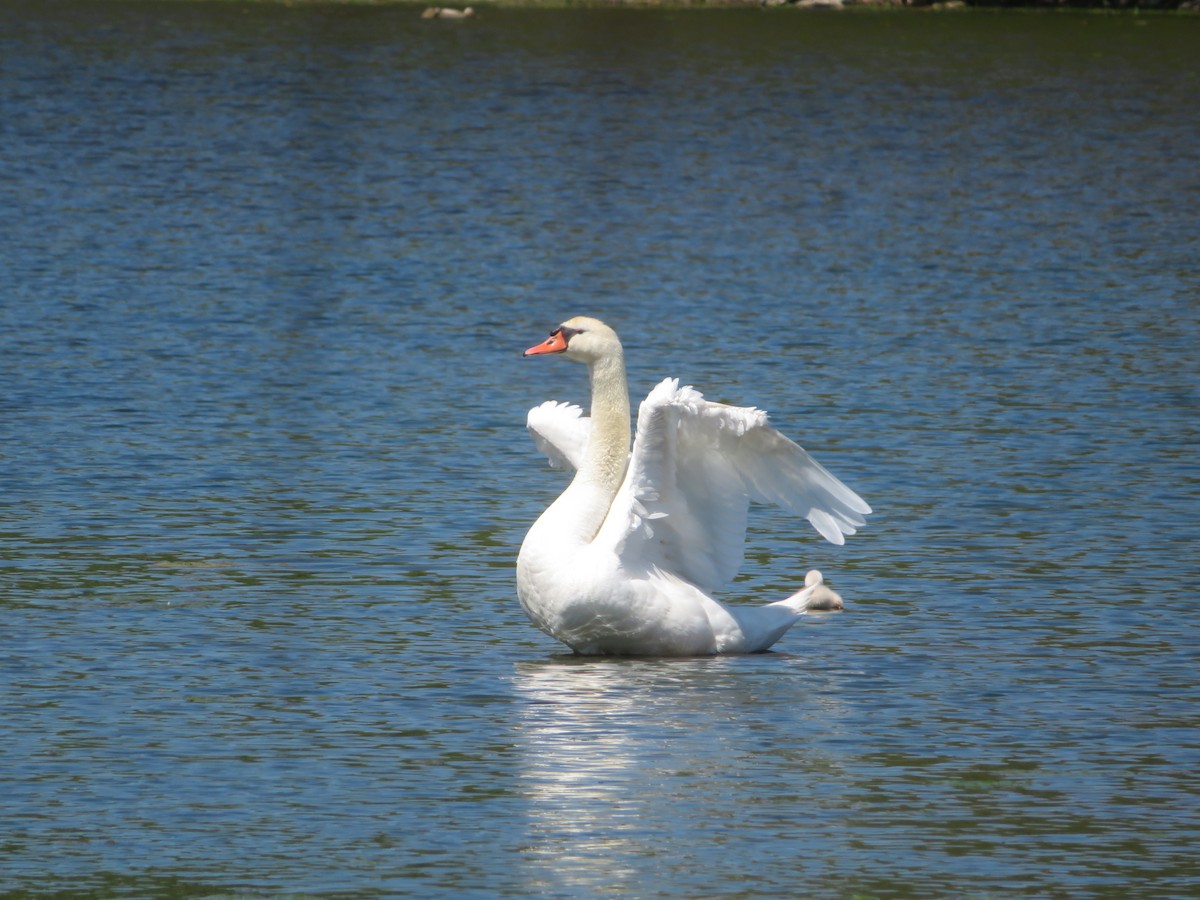 Cygne tuberculé - ML618615897