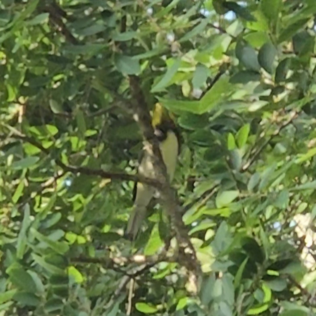 Black-throated Green Warbler - Andrea Fox