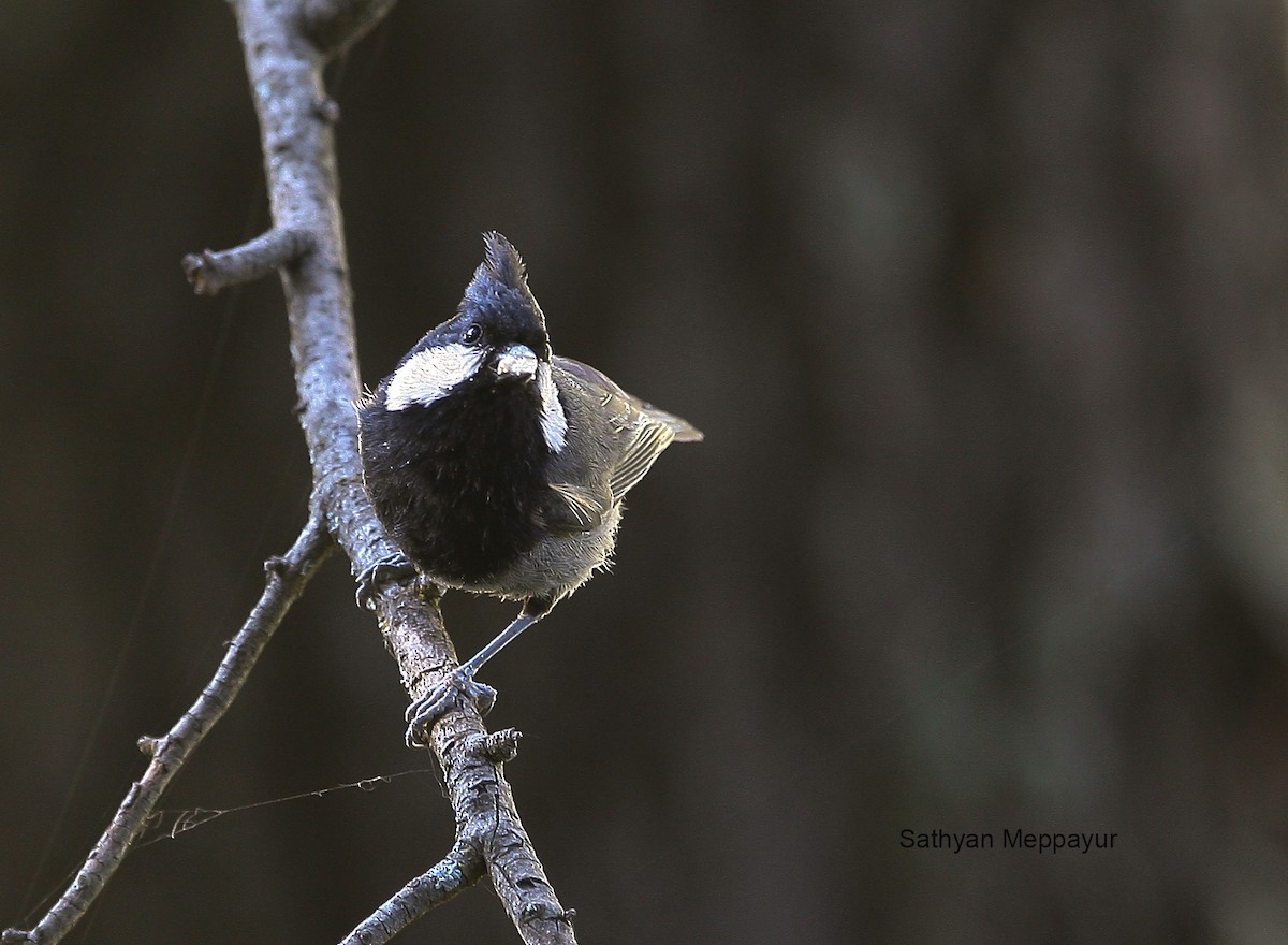 Rufous-naped Tit - ML61861591