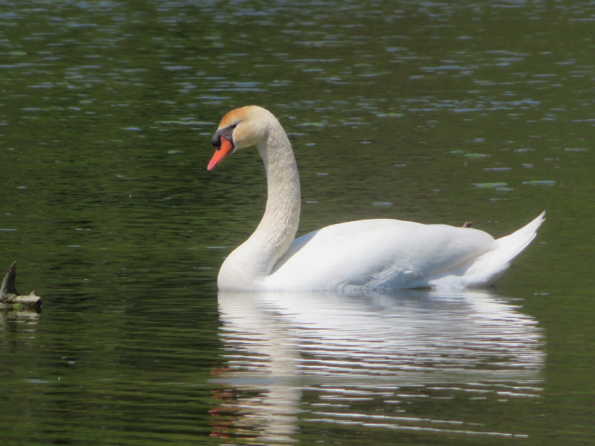 Mute Swan - ML618615920