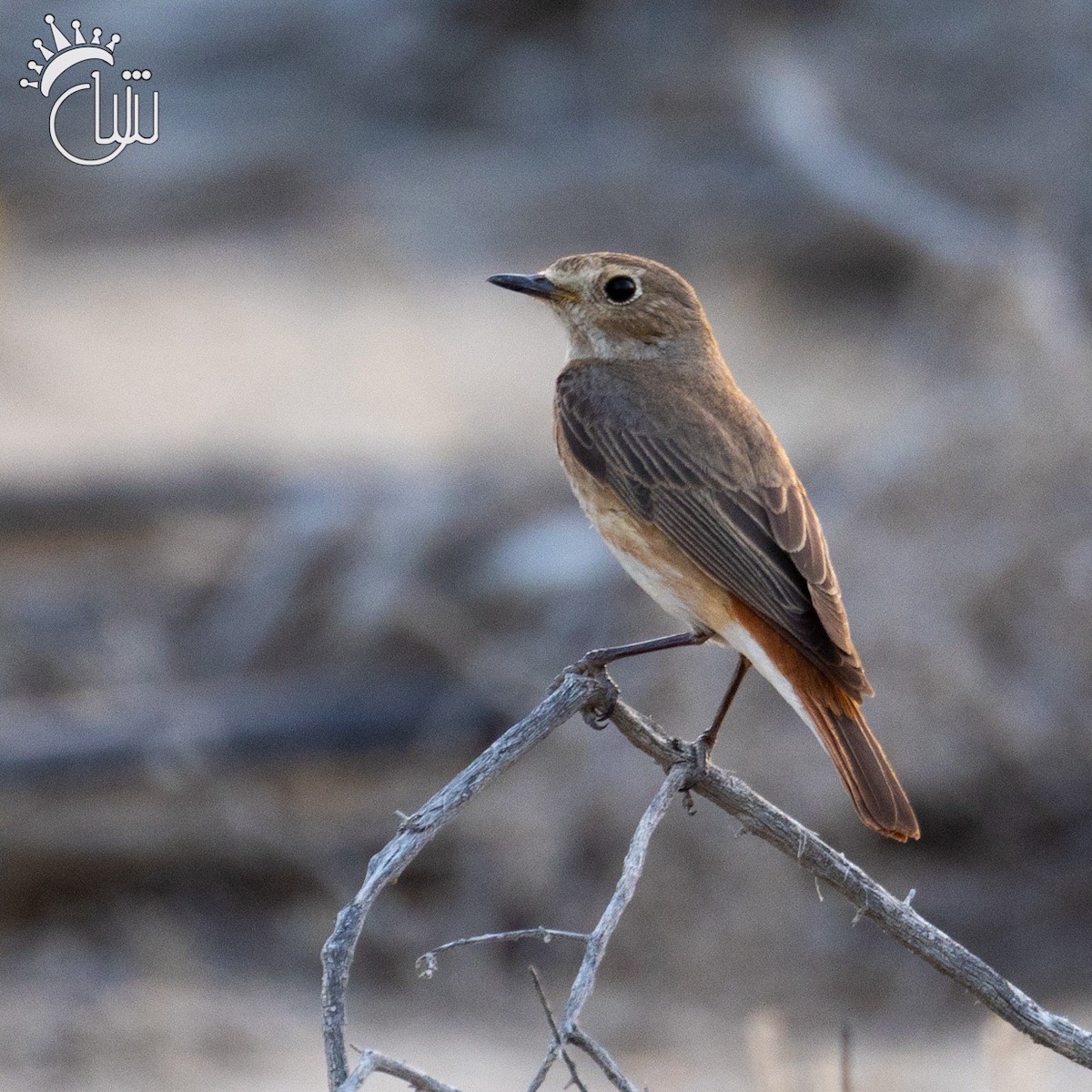 シロビタイジョウビタキ（phoenicurus） - ML618615921