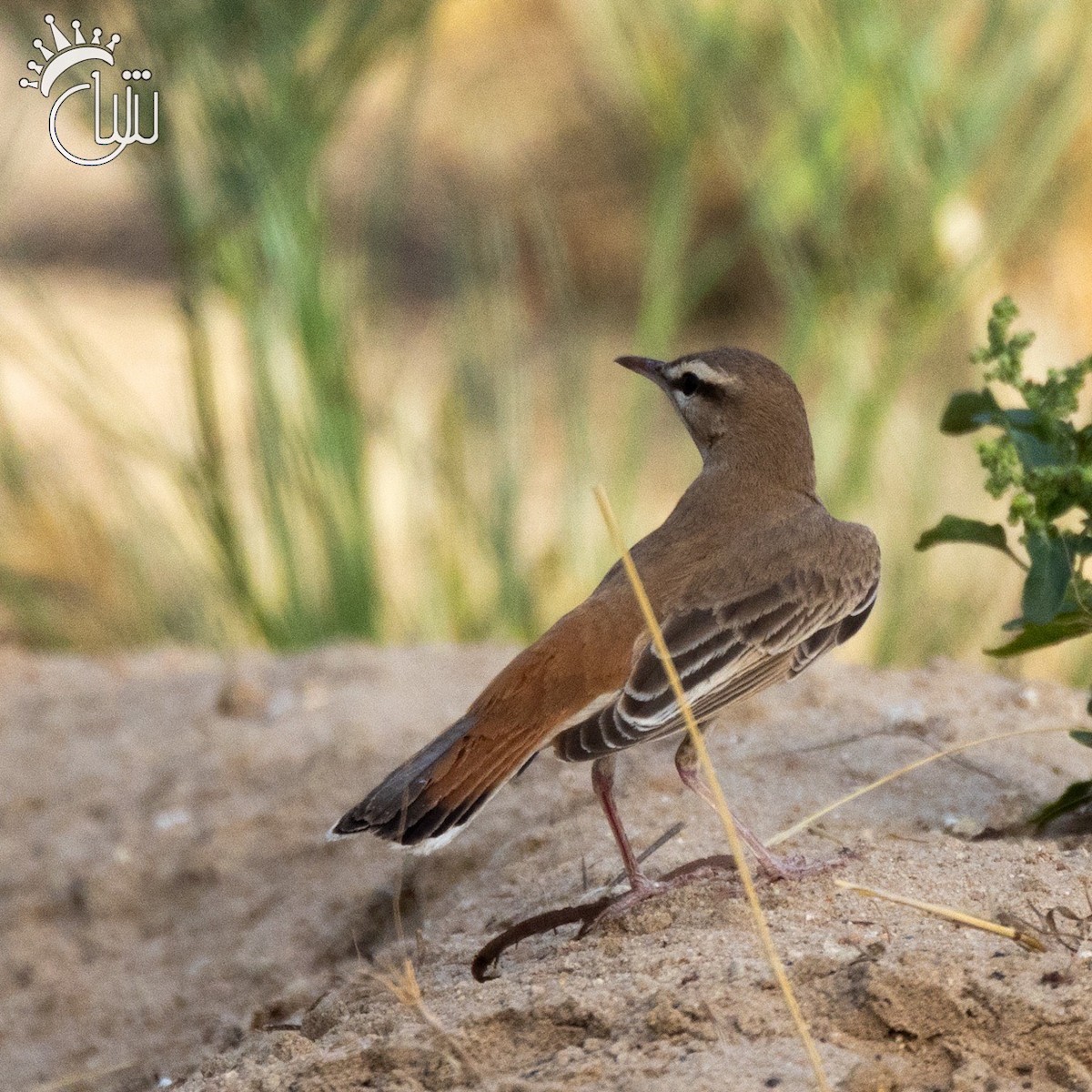 Rufous-tailed Scrub-Robin - ML618615928