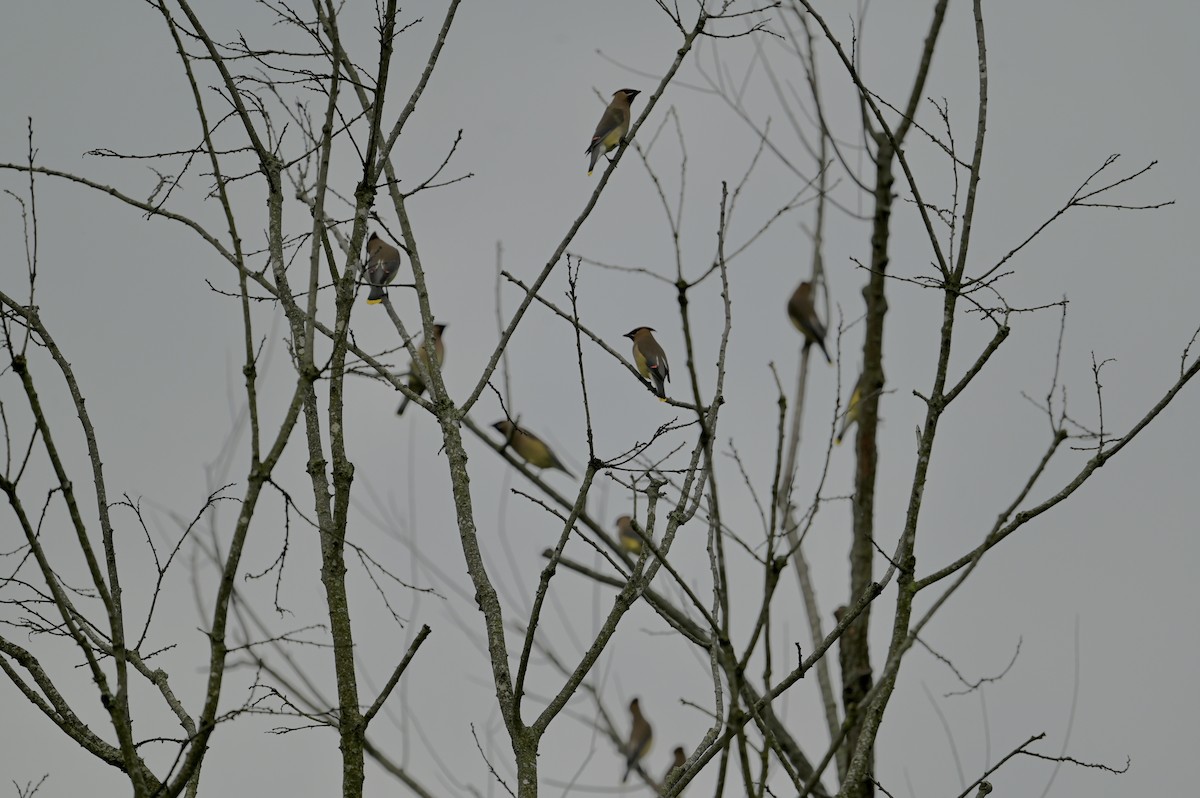 Cedar Waxwing - ML618615951