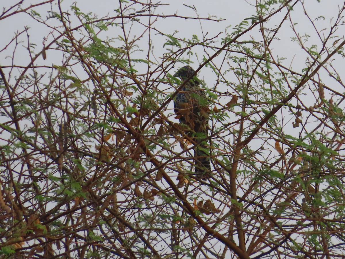 Asian Koel - Shilpa Gadgil