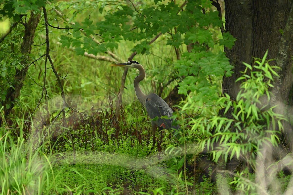 Great Blue Heron - ML618615966