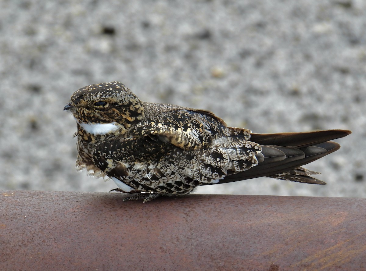 Common Nighthawk - ML618615980