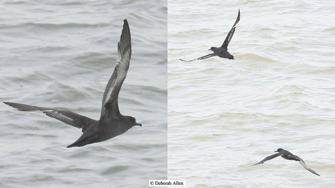 Sooty Shearwater - ML618616007