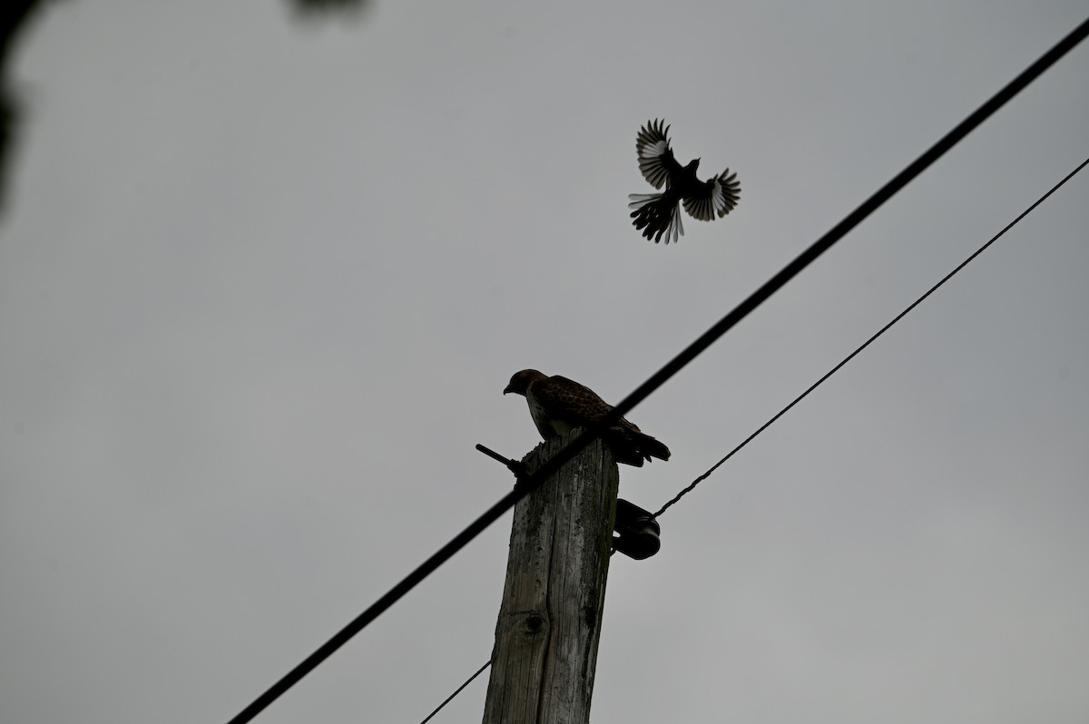 Northern Mockingbird - ML618616048