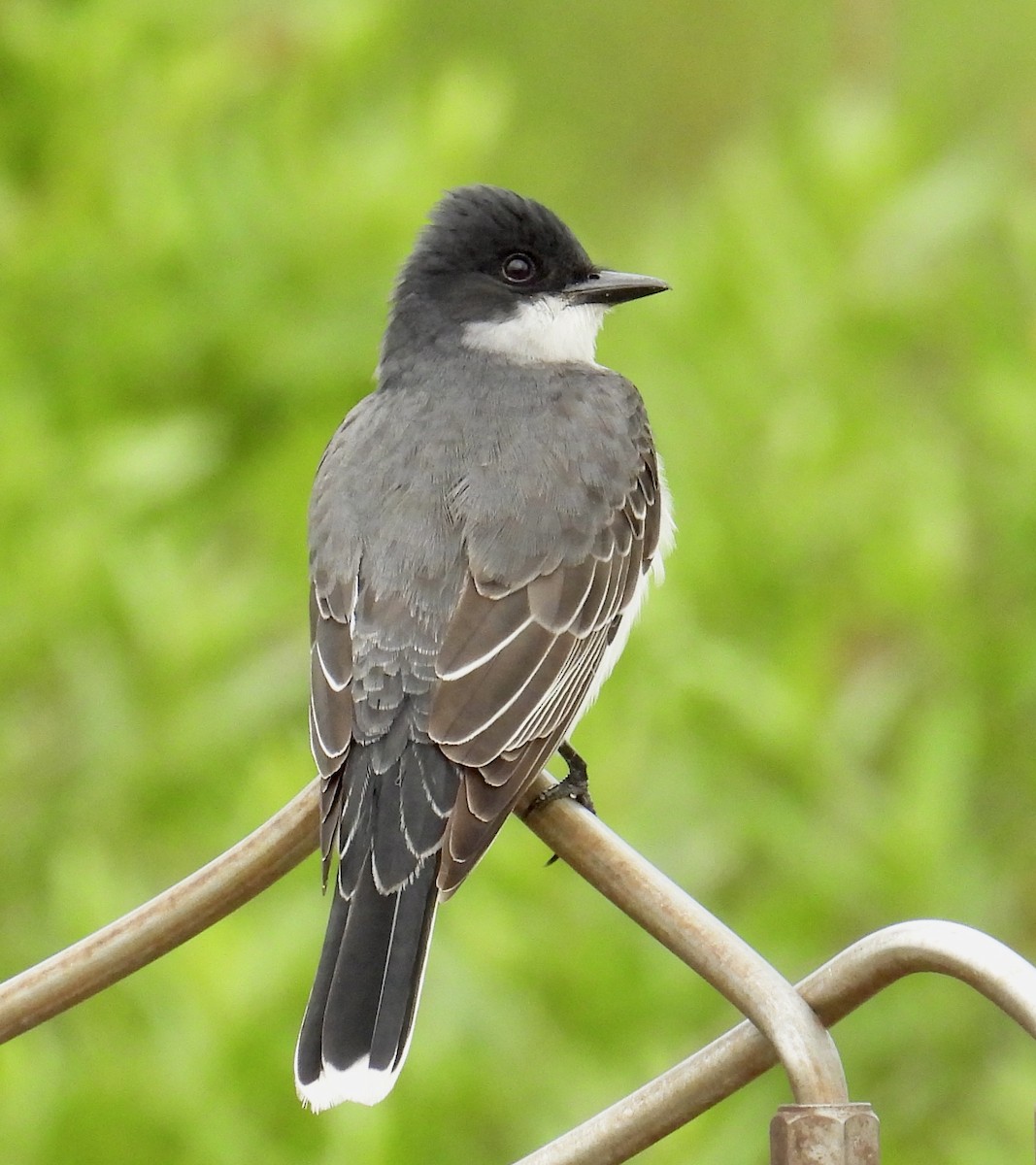 Eastern Kingbird - ML618616049