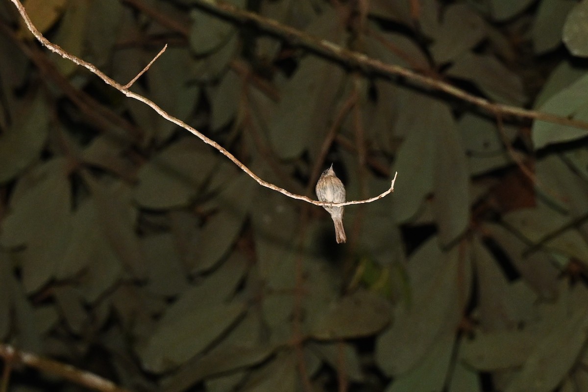 Fulvous-chested Jungle Flycatcher - Jacob Lai