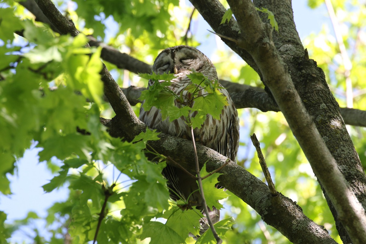 Barred Owl - ML618616070