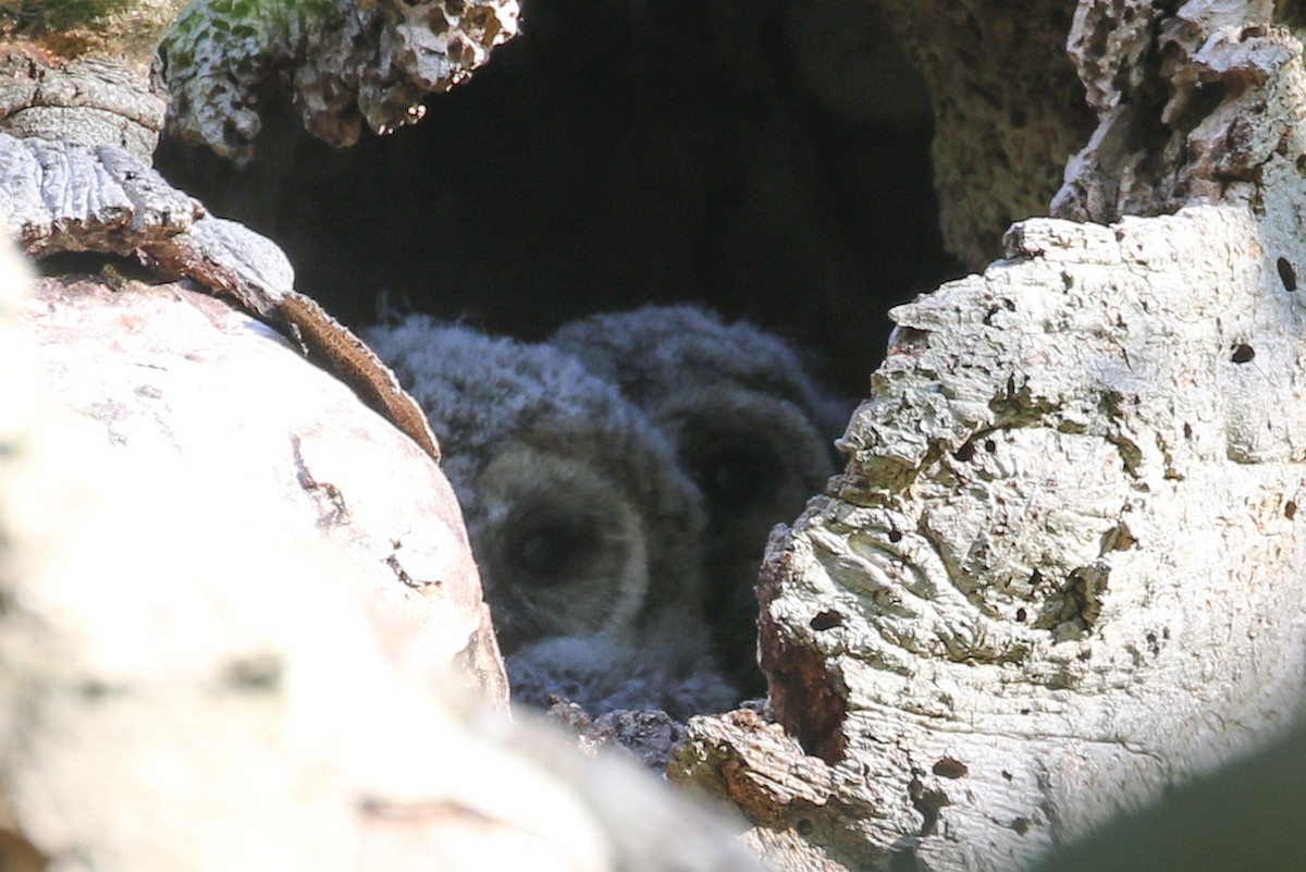 Barred Owl - ML618616073