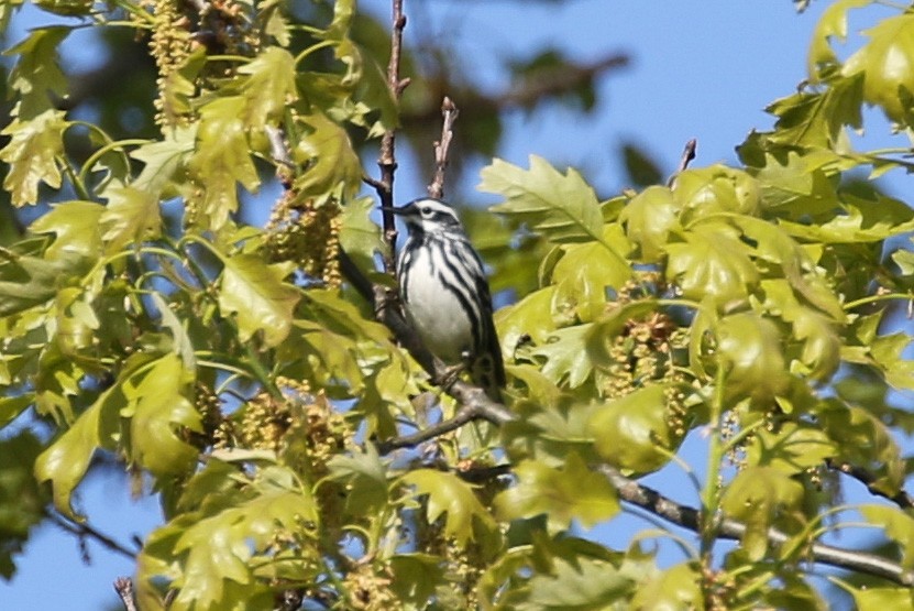Black-and-white Warbler - Mark Rosenstein