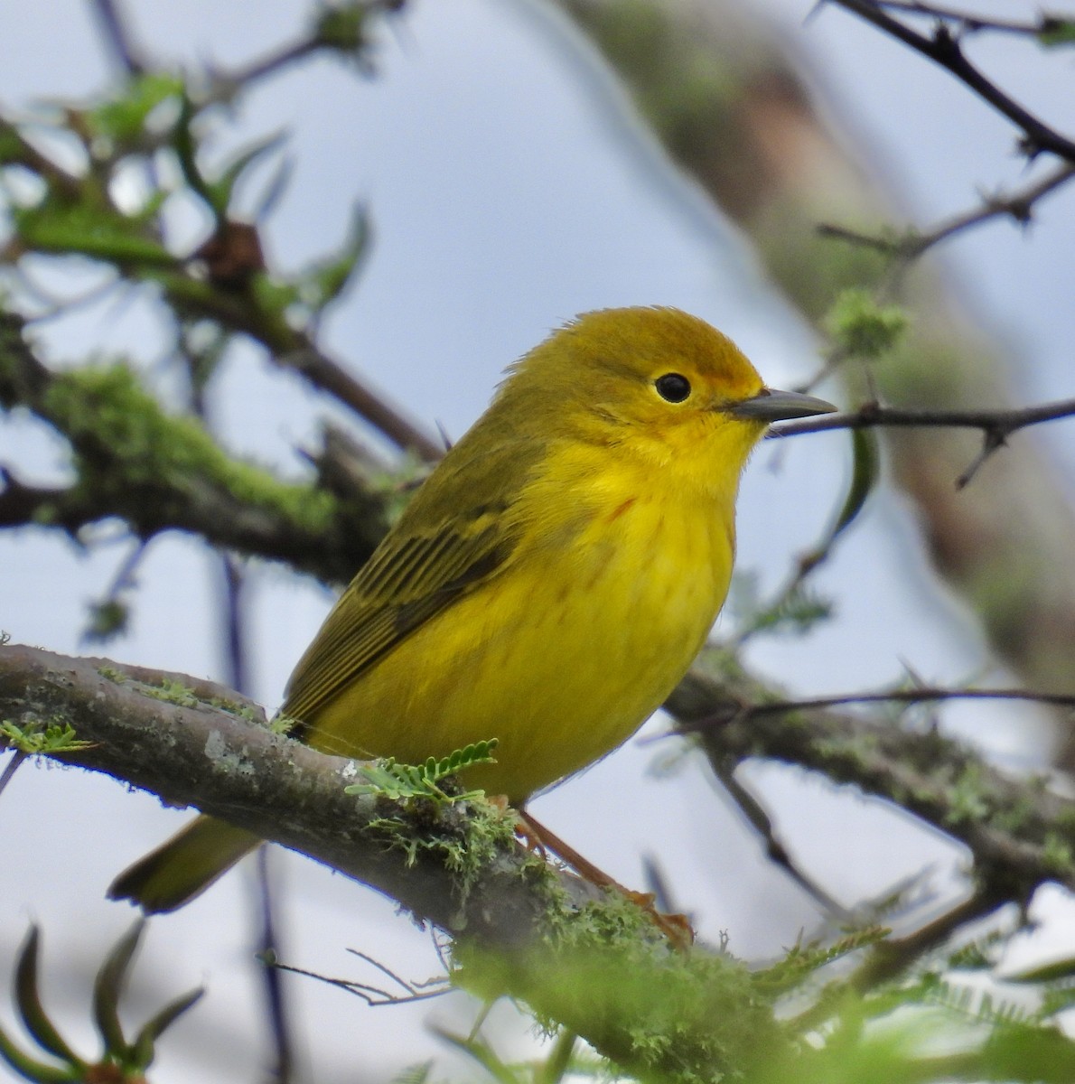 Yellow Warbler - ML618616101