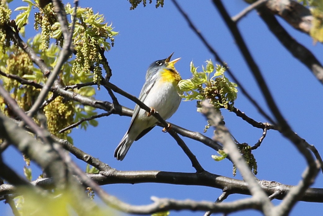 Northern Parula - ML618616109