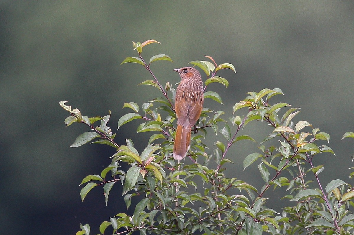 Streaked Laughingthrush - ML61861611